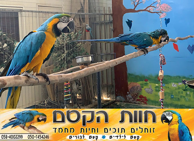 جديد في كفر قاسم - חוות הקסם